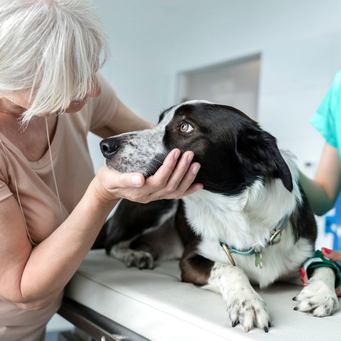 A black and white dog getting petted by an owner and vet